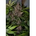 Crystal Meth Auto - FastBuds